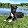 adoptable Dog in franklin, TN named NINA