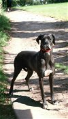 adoptable Dog in franklin, TN named BIG LIL HARLEY