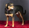 adoptable Dog in franklin, TN named RANGER