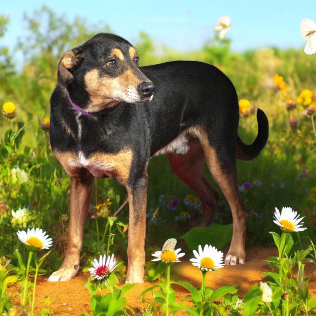 adoptable Dog in Franklin, TN named RANGER