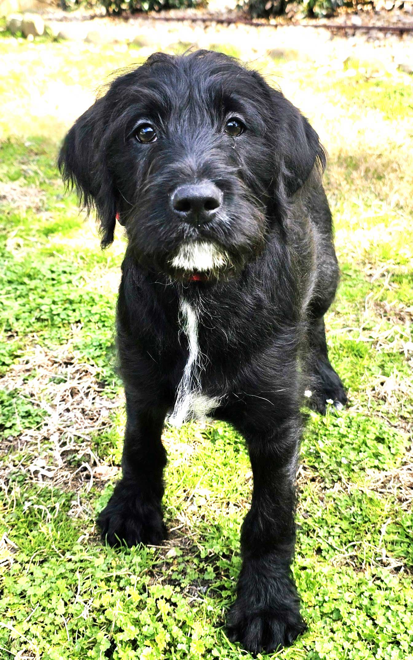 Dog adoption in Franklin, TN 37069 Labrador Retriever / Poodle