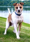 adoptable Dog in franklin, IN named LIL KLINGER