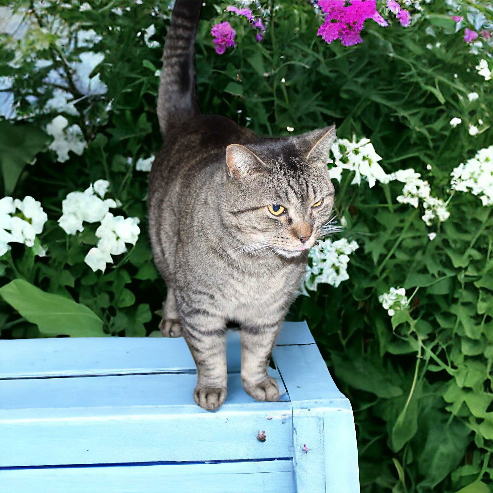 adoptable Cat in Franklin, TN named GEORGIA