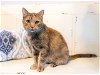 adoptable Cat in franklin, TN named MAMA LULU