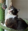 adoptable Cat in franklin, TN named MR. CHILL