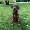 adoptable Dog in franklin, IN named PUPPY RAZZLE TAZ