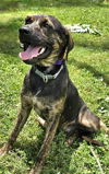 adoptable Dog in , TN named PUPPY RAZZLE TAZ