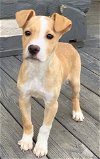 adoptable Dog in franklin, IN named PUPPY LIL ECHO-FOSTER OR ADOPTER NEEDED