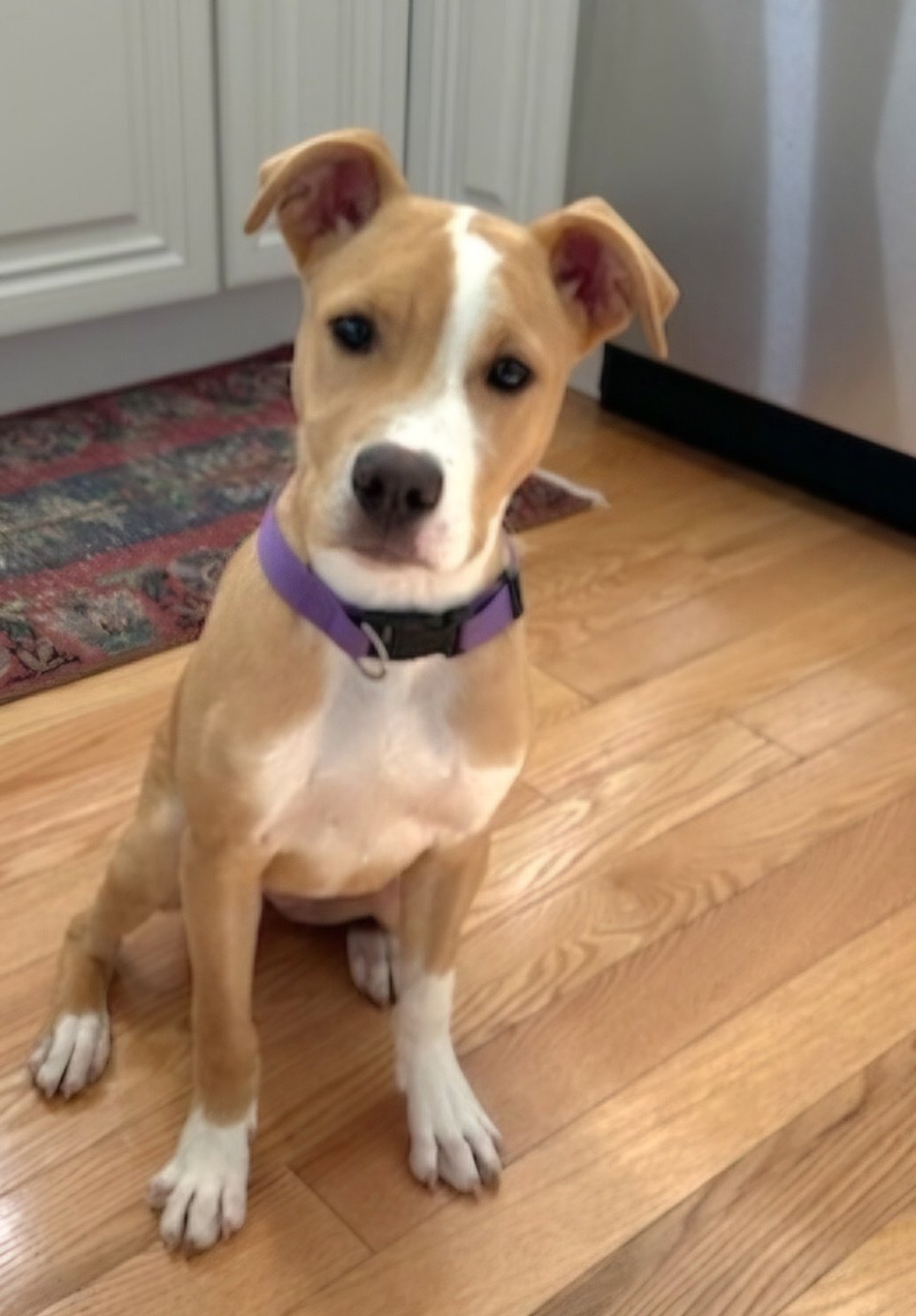 adoptable Dog in Franklin, TN named PUPPY LIL ECHO-FOSTER OR ADOPTER NEEDED