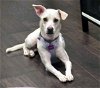 adoptable Dog in franklin, IN named LIL STELLA