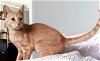 adoptable Cat in franklin, TN named MR. ORANGE