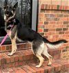 adoptable Dog in , TN named SASHA