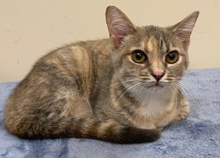 adoptable Cat in Franklin, TN named KITTEN EVIE