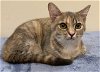 adoptable Cat in franklin, TN named KITTEN EVIE