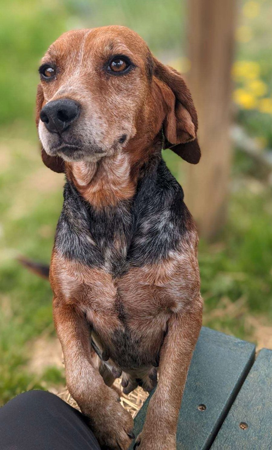adoptable Dog in Franklin, TN named RAZZY BEA