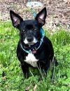 adoptable Dog in , TN named SWEET SUMMER