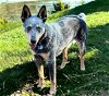 adoptable Dog in franklin, IN named BLUE TELLICO