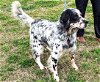 adoptable Dog in , TN named UNCLE JOE