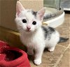 adoptable Cat in franklin, TN named 4 YOUNG KITTENS