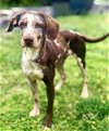 adoptable Dog in franklin, IN named MAZIE