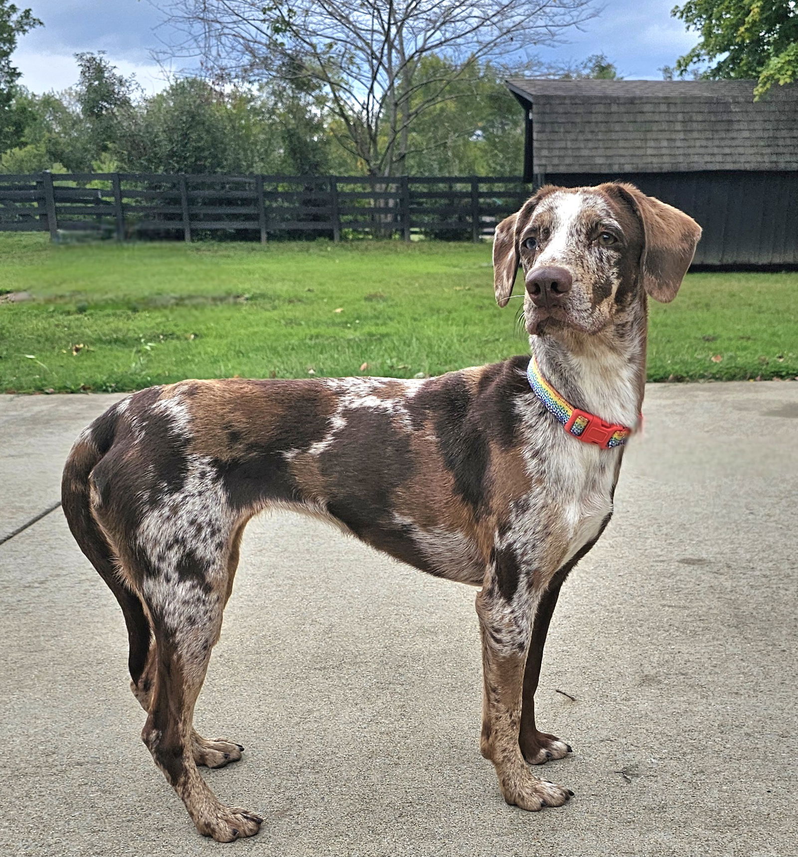 adoptable Dog in Franklin, TN named MAZIE DAPPLED DOXIE MIX