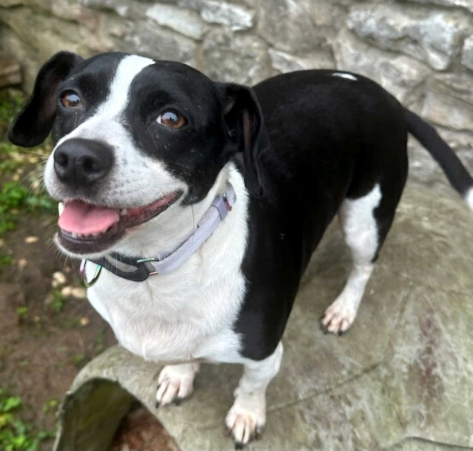 adoptable Dog in Franklin, TN named SWEET PEA