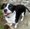 adoptable Dog in , TN named SWEET PEA