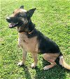 adoptable Dog in , TN named SWEET GEMMA
