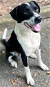 adoptable Dog in franklin, TN named ARCHIE