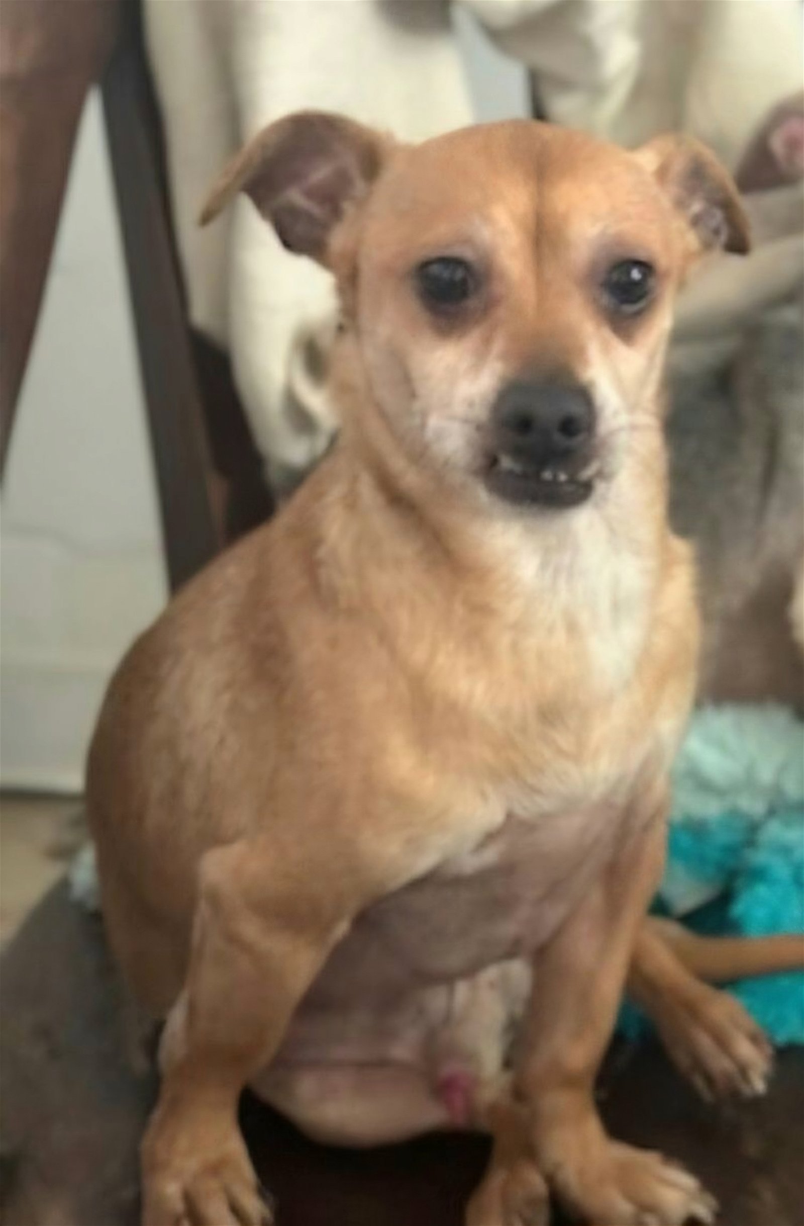 adoptable Dog in Franklin, TN named RODNEY