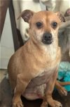 adoptable Dog in franklin, TN named RODNEY