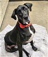adoptable Dog in franklin, TN named LAYLAH