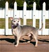 adoptable Dog in , TN named SAM SILVER