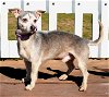 adoptable Dog in franklin, IN named SAM SILVER