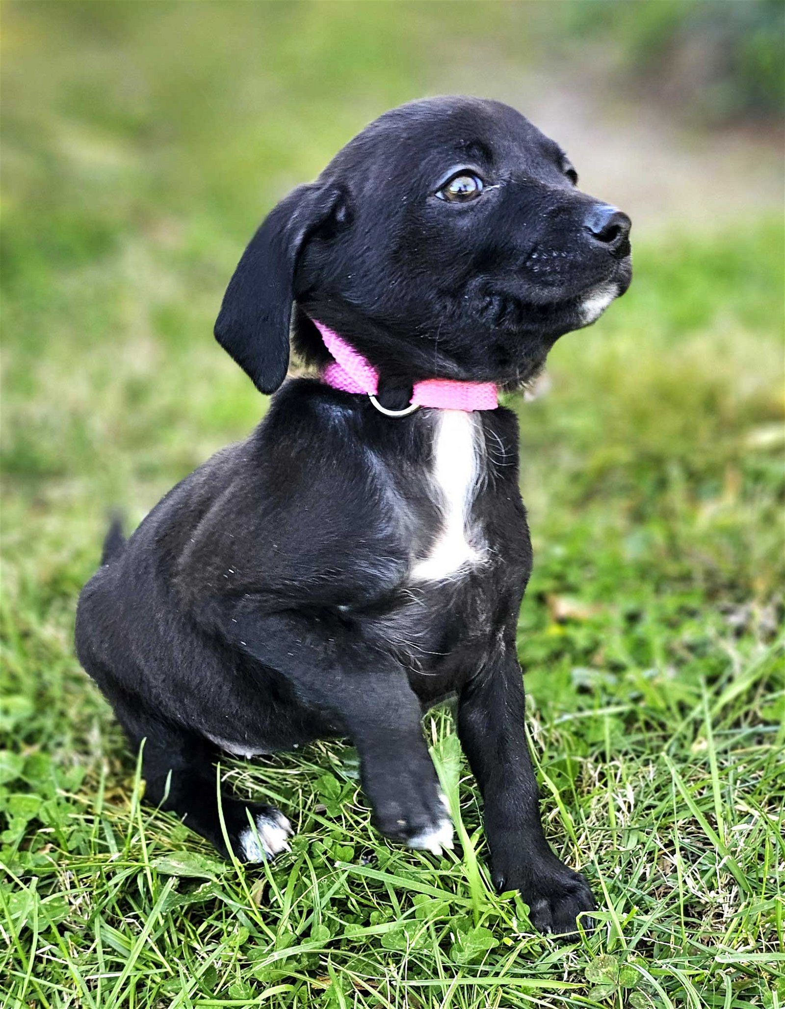 adoptable Dog in Franklin, TN named PUPPY LIL DARLIN