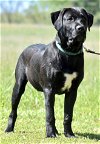 adoptable Dog in , TN named PUPPY WESSON
