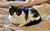 adoptable Cat in franklin, TN named PRINCESS SPOTIFY-FOSTER NEEDED