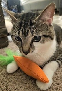 adoptable Cat in Franklin, TN named JACE