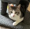 adoptable Cat in franklin, IN named LEO STARBUCK