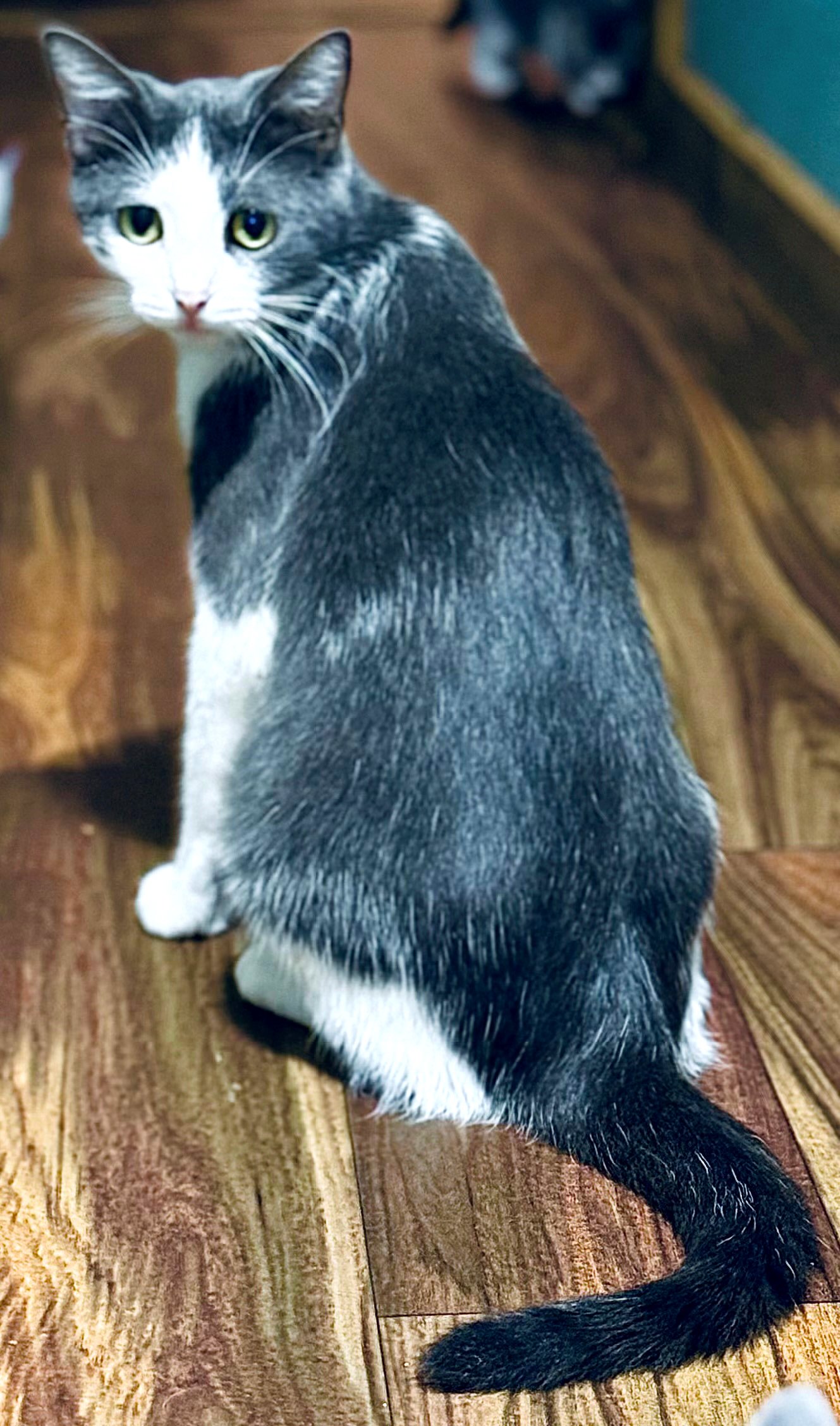 adoptable Cat in Franklin, TN named SAVANNAH