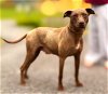 adoptable Dog in franklin, IN named ESME