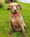 adoptable Dog in , TN named ESMA