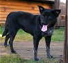 adoptable Dog in franklin, TN named LYLA