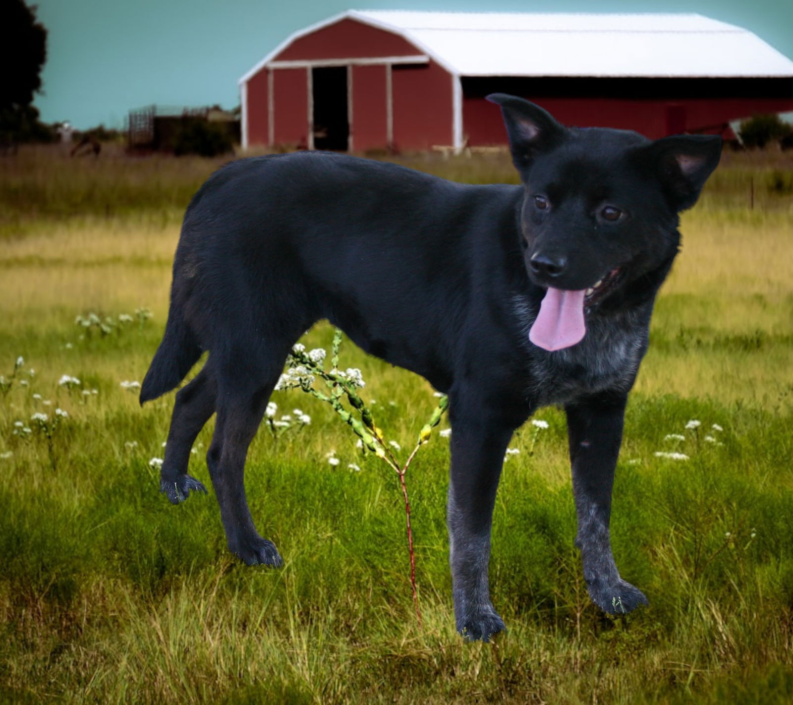 Dog For Adoption - Lyla, A Australian Cattle Dog Blue Heeler In Lebanon 