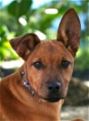 adoptable Dog in franklin, TN named BROWN SUGAR-FOSTER NEEDED