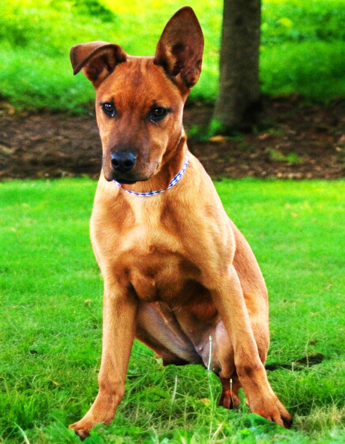 adoptable Dog in Franklin, TN named PUPPY BROWN SUGAR-FOSTER OR ADOPTER NEEDED