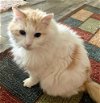 adoptable Cat in franklin, TN named TAFFY