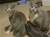 adoptable Cat in franklin, TN named KITTENS PRINCESS FIREFLY & PRINCE DRAGONFLY