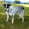adoptable Dog in  named BLUEBERRY-FOSTER NEEDED