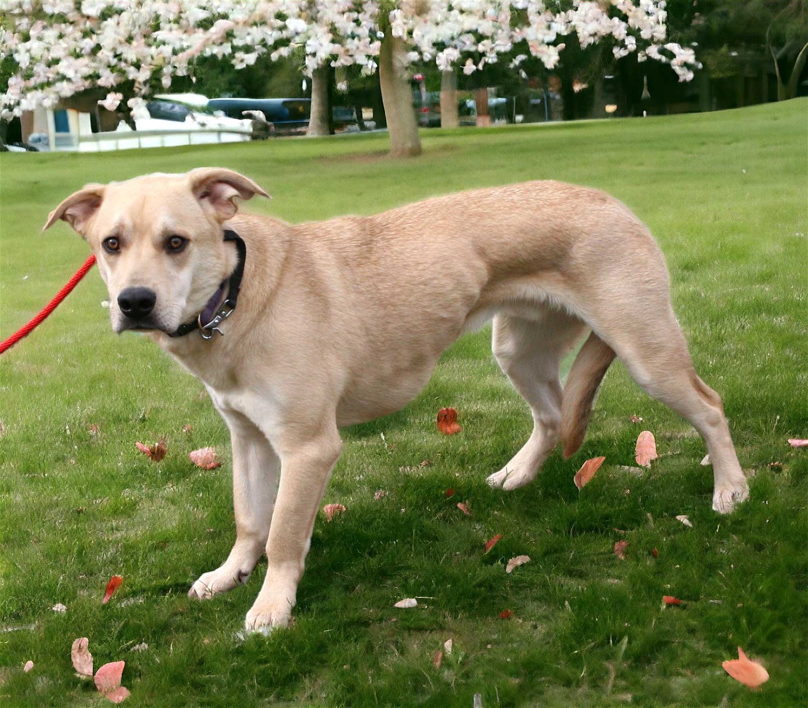 adoptable Dog in Franklin, TN named WINSTON